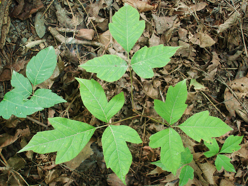 poison ivy pictures